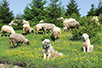 Herd guardians under the Uvac River (Photo: ”Uvac” Reservation)